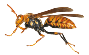 Wasp PNG-74589